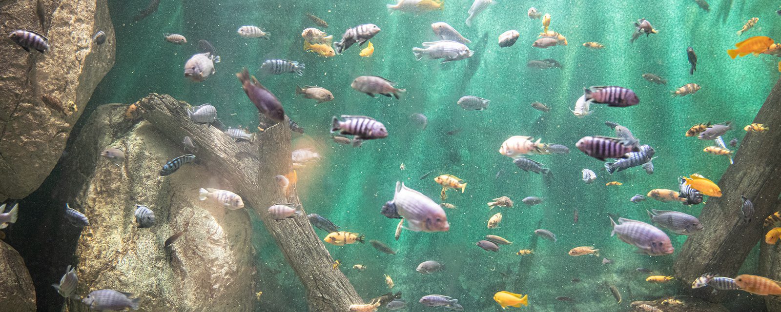 Lake Malawi cichlid in exhibit