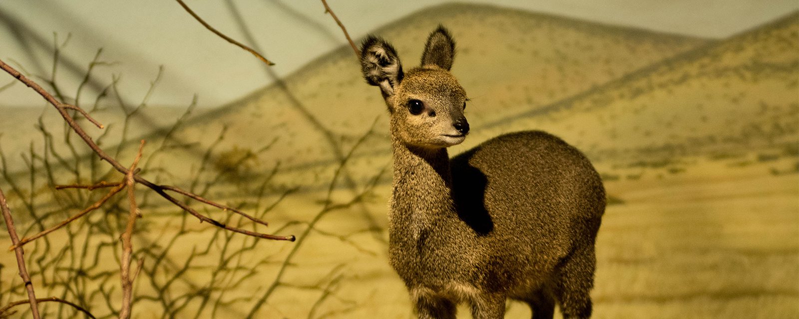 Klipspringer in exhibit