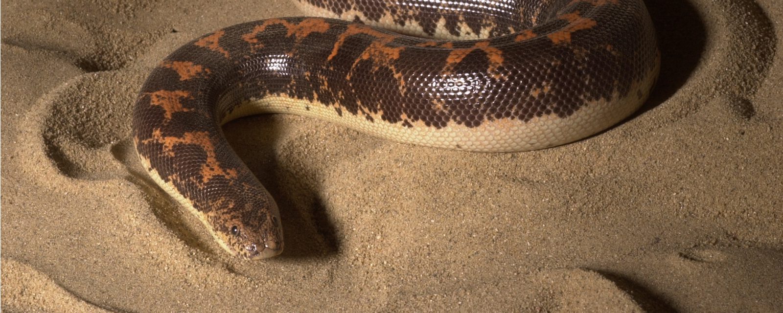 Kenya sand boa in exhibit