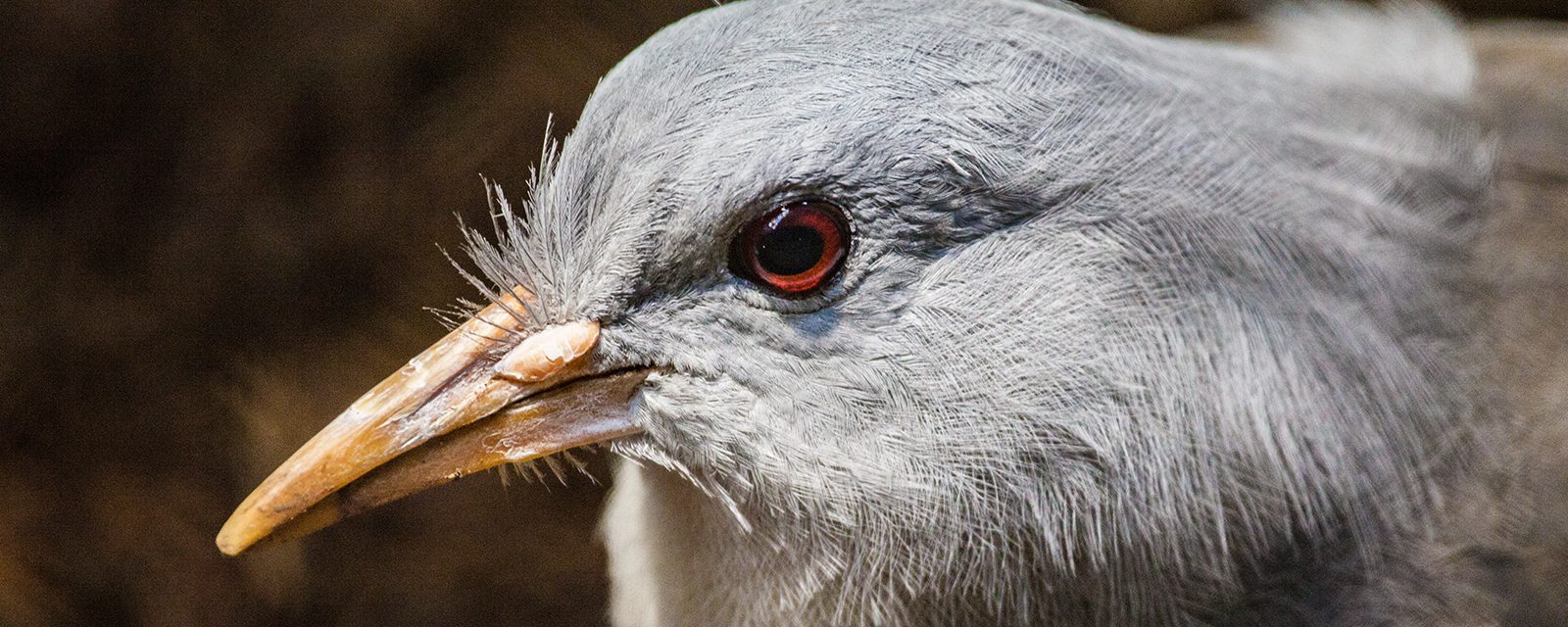 Kagu in exhibit