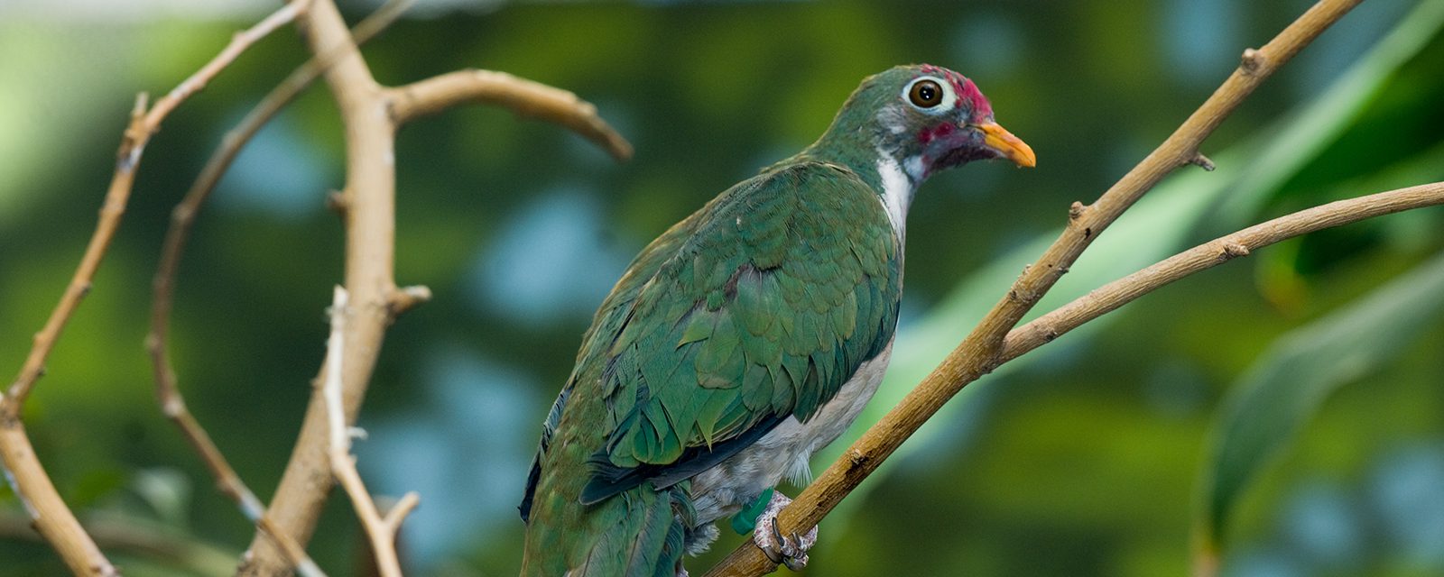 Jambu fruit dove in exhibit