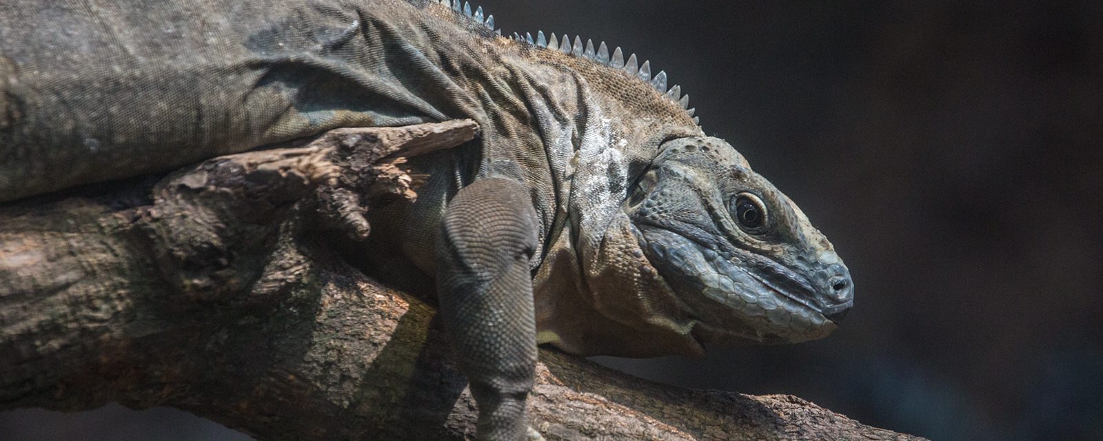 Jamaican iguana in exhibit