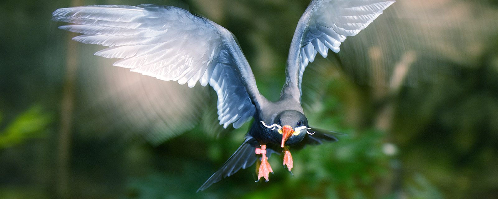 Inca tern in exhibit