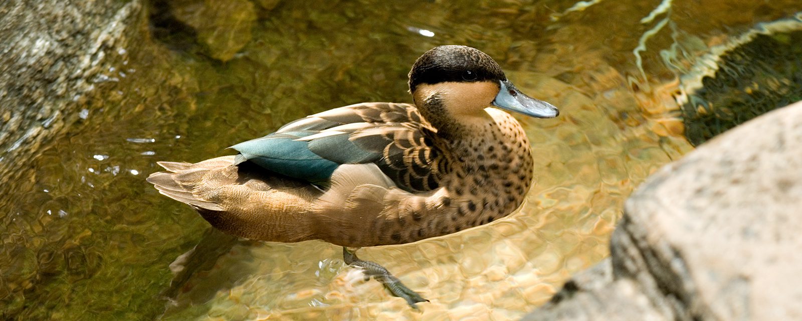 Hottentot teal in exhibit