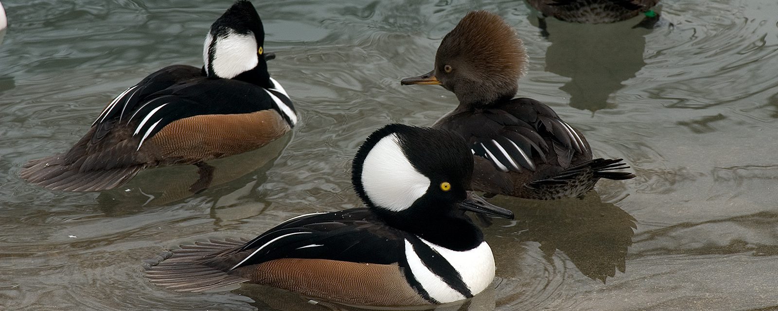 Hooded merganser in exhibit