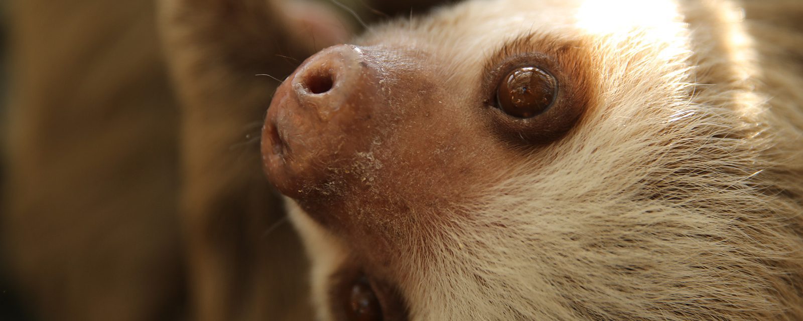 Hoffmann's two-toed sloth in exhibit