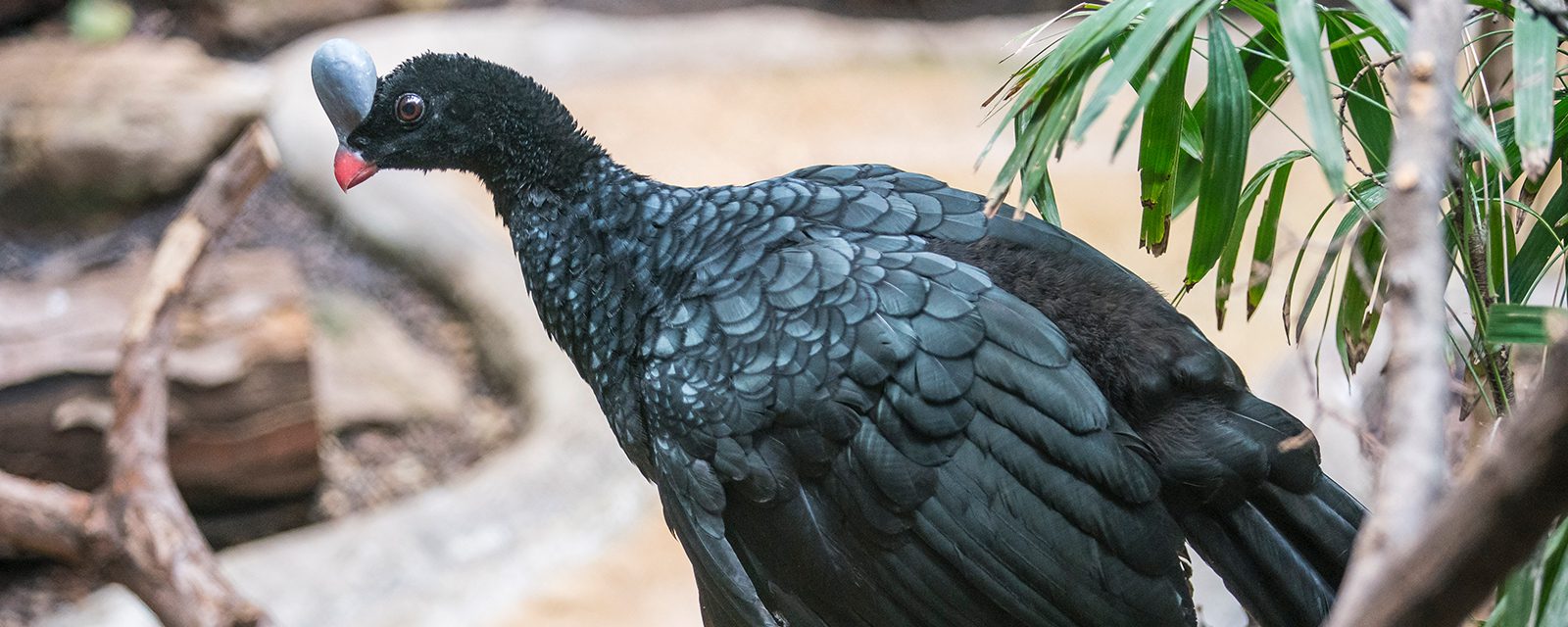 Helmet curassow in exhibit