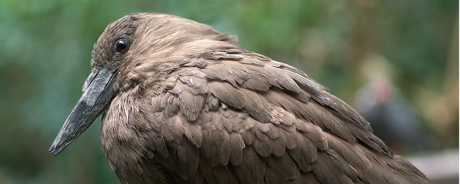 Hamerkop in exhibit