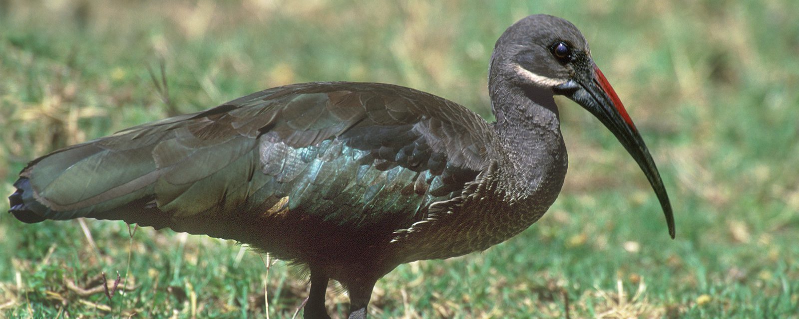 Hadada ibis in exhibit