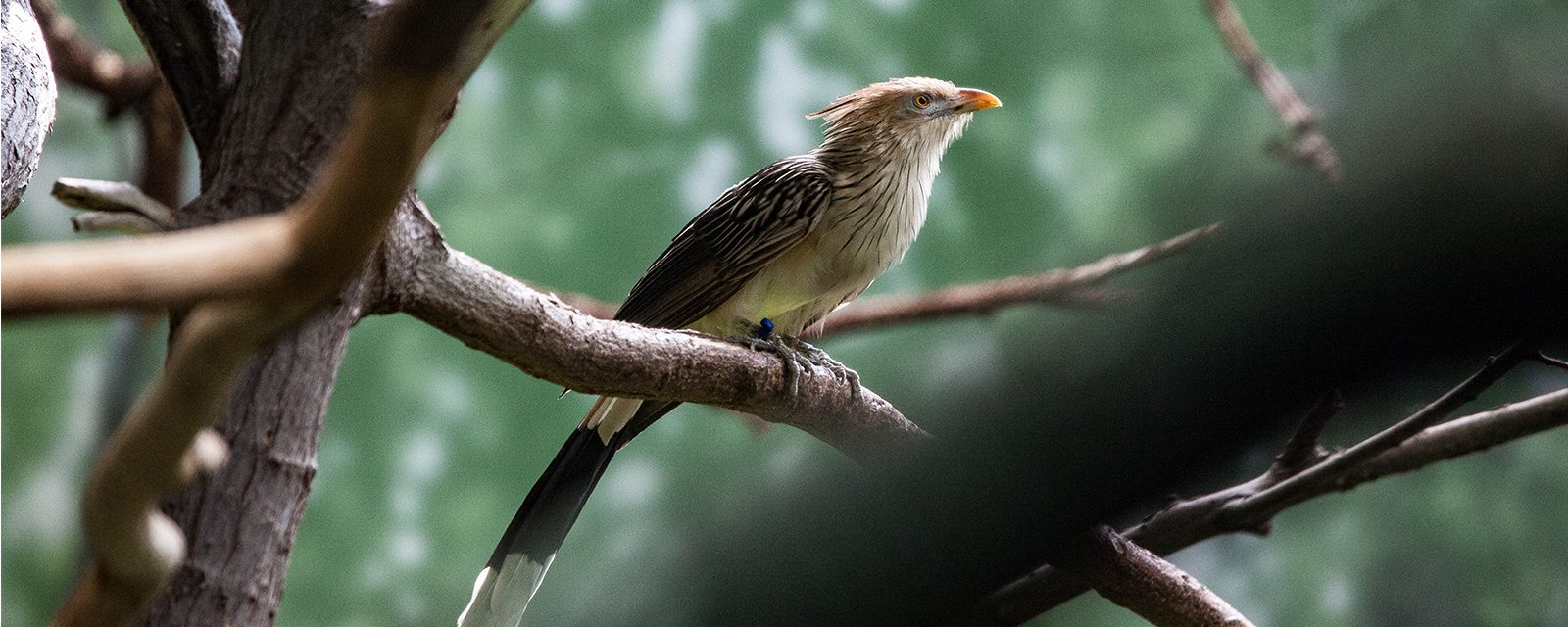 Guira cuckoo in exhibit