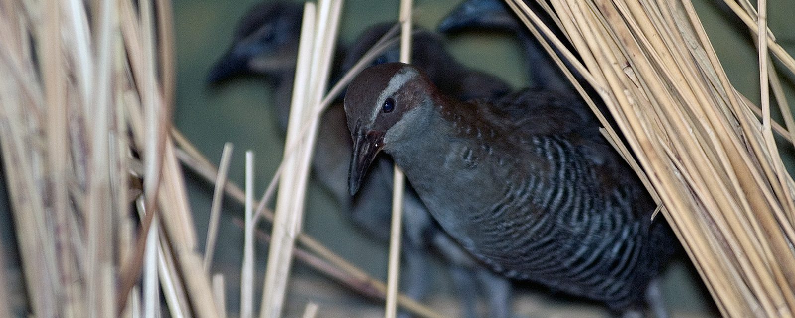 Guam rail in exhibit