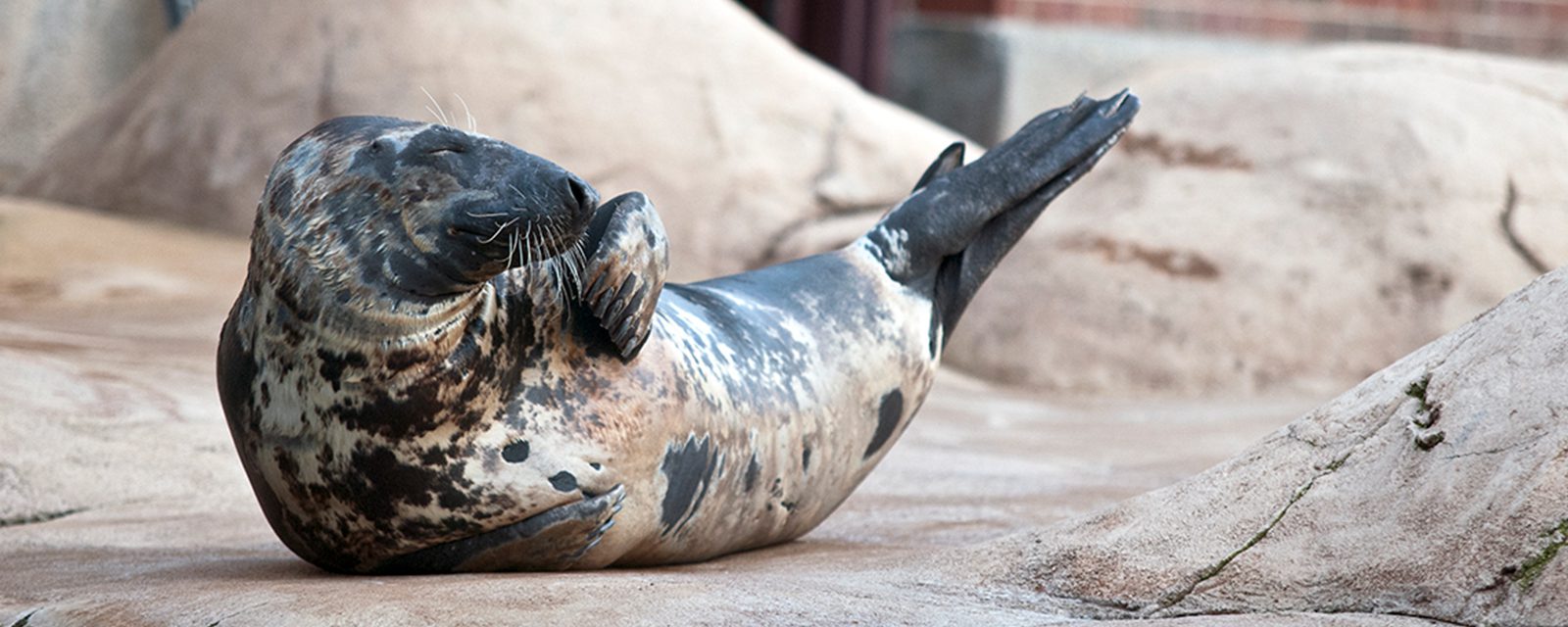 Grey seal in exhibit