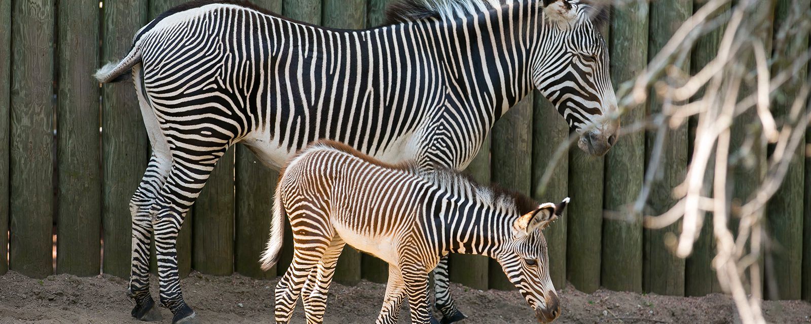 Grevy's zebra in exhibit