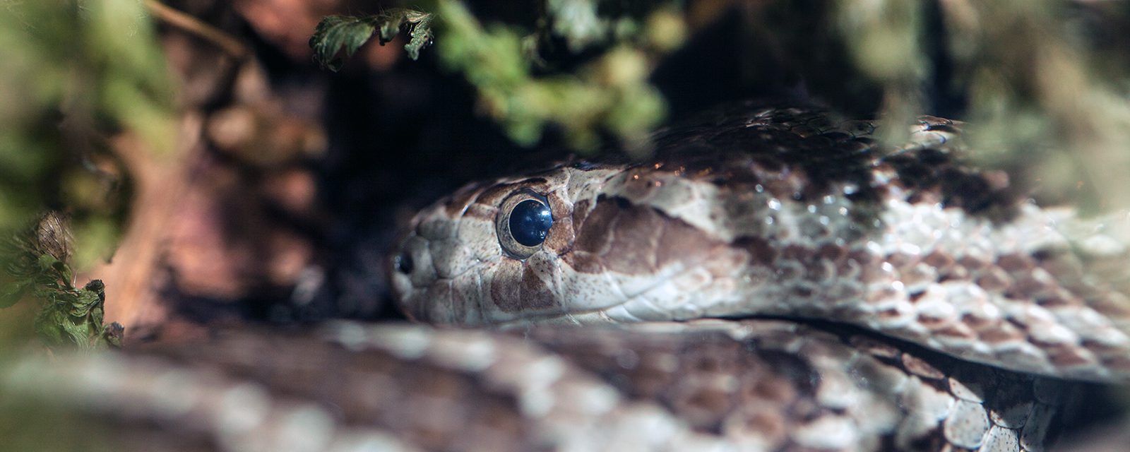 Great Plains Ratsnake in exhibit