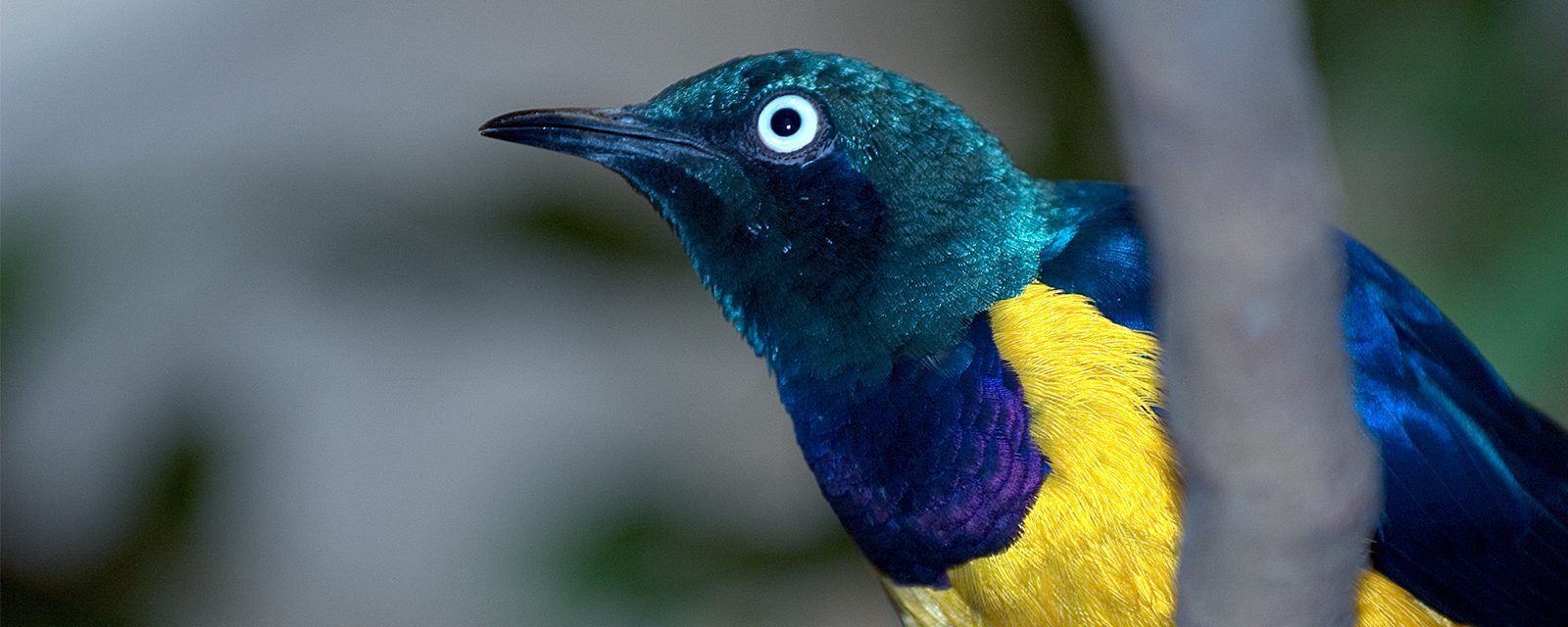 Golden-breasted starling in exhibit