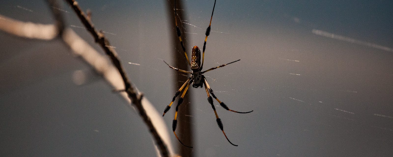 Golden silk spider in exhibit