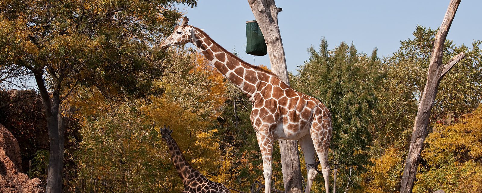 Giraffe in exhibit