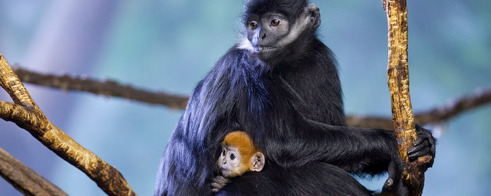 Francois' langur in exhibit