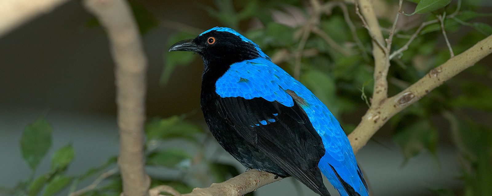 Fairy bluebird in exhibit
