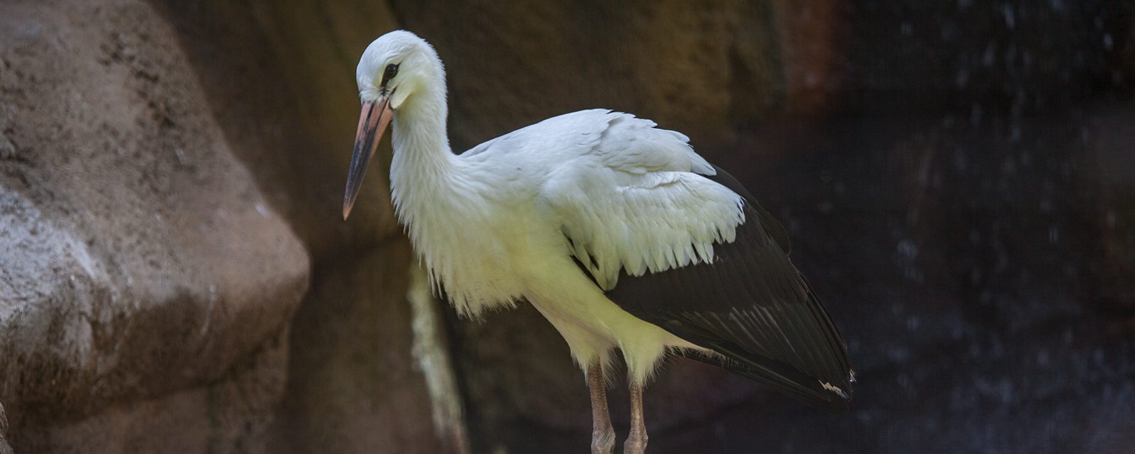 European white stork in exhibit