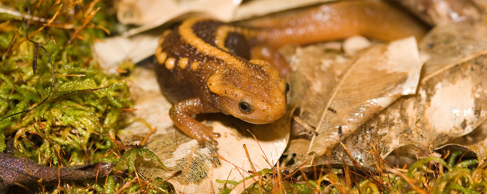 Emperor newt in exhibit