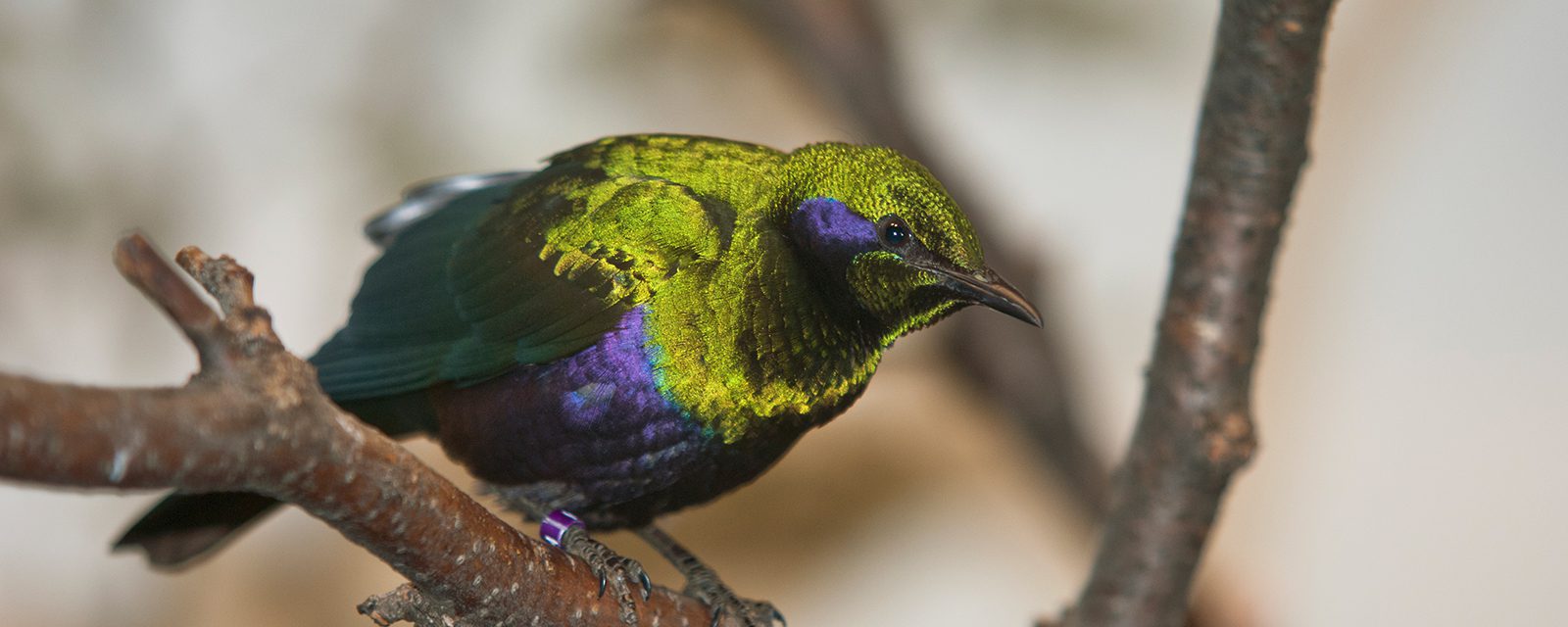 Emerald starling in exhibit