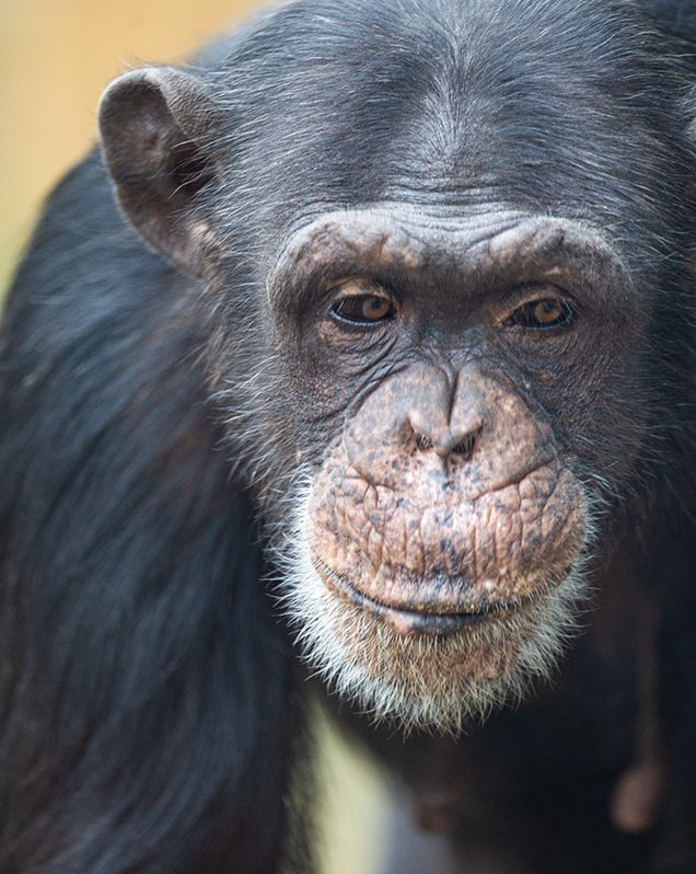 Chimpanzee in exhibit