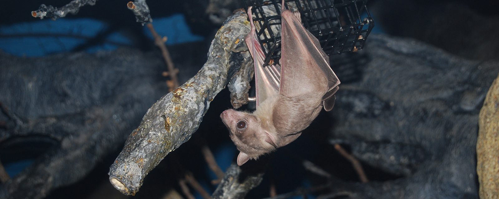 Egyptian fruit bat in exhibit