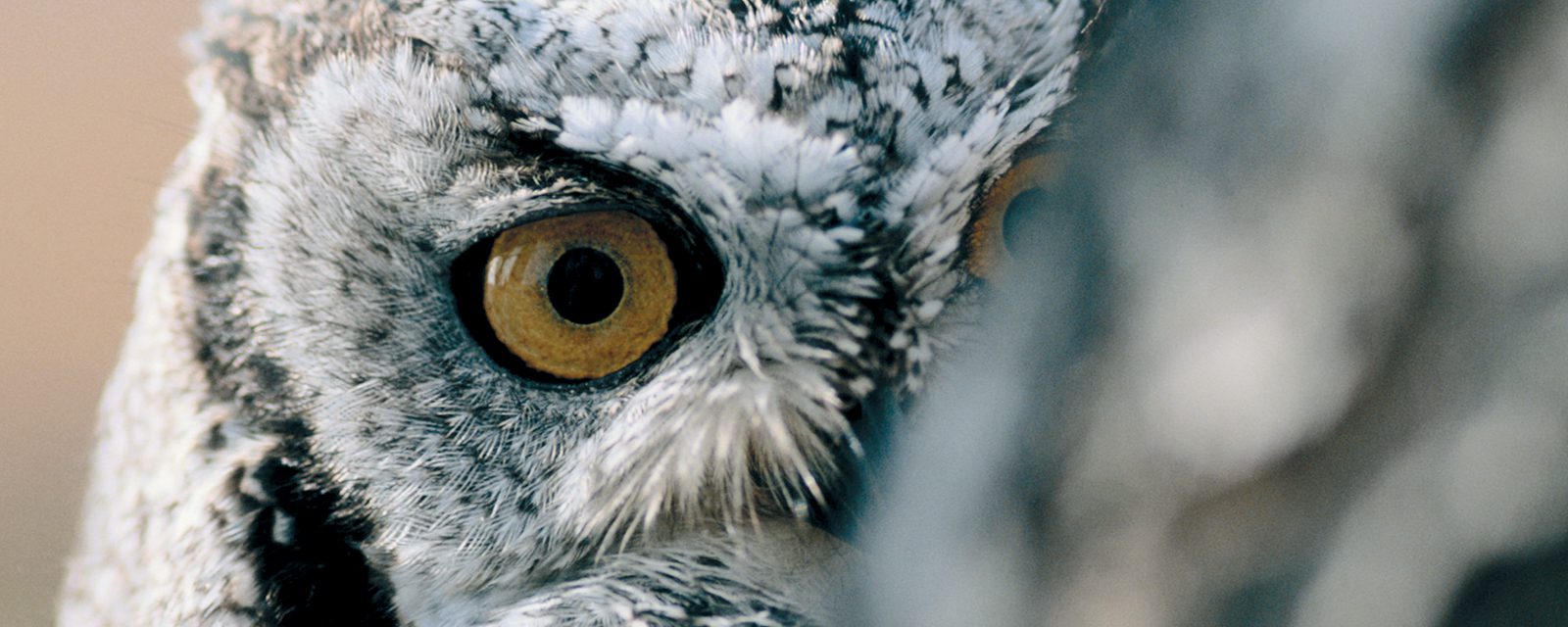 Snowy owl in exhibit