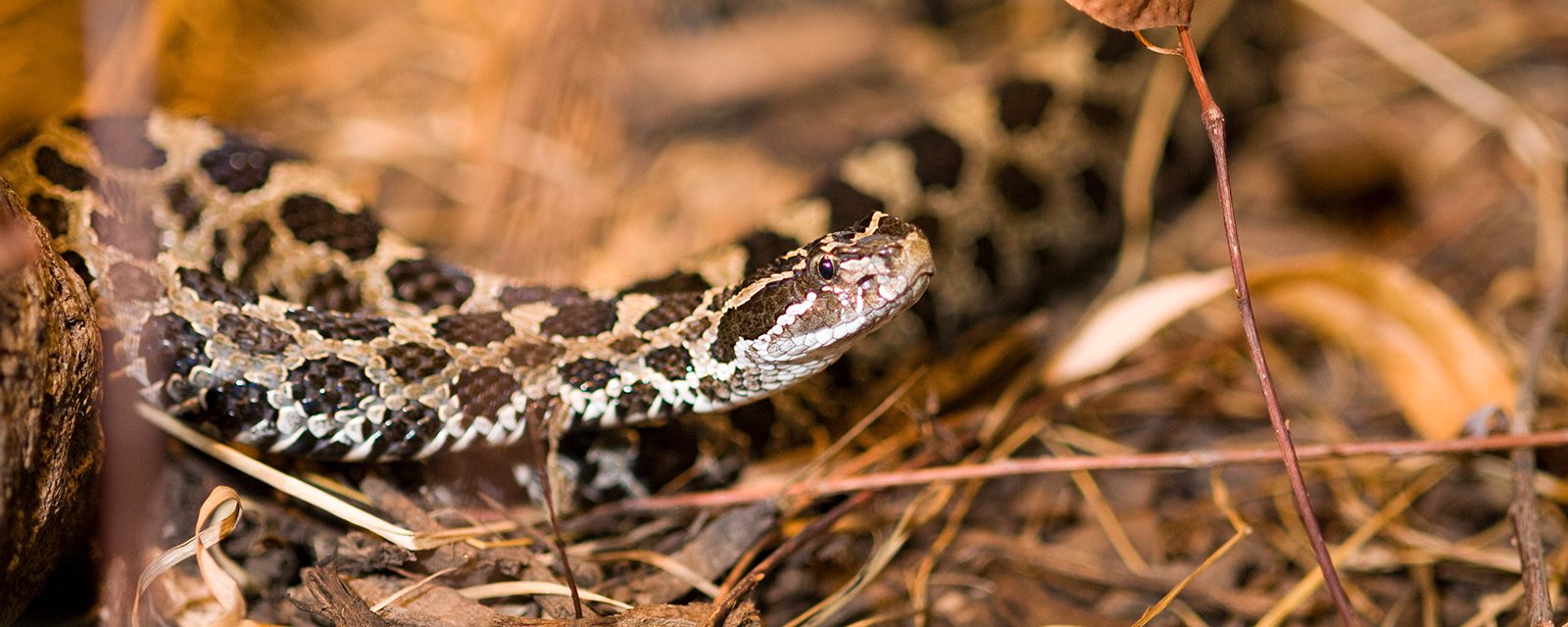 Eastern massasauga rattlesnake in exhibit