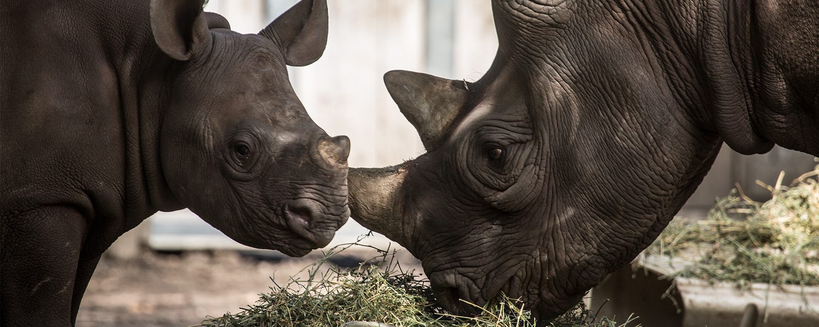 Eastern black rhinoceros in exhibit