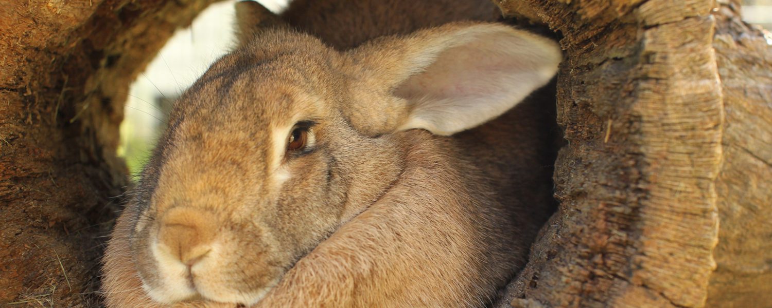 Domestic Rabbit Lincoln Park Zoo