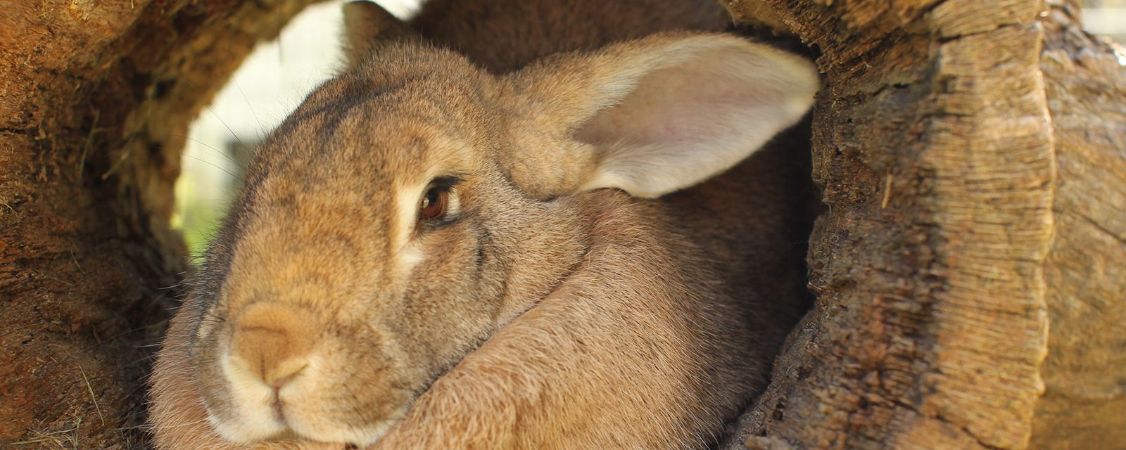 Domestic rabbit in exhibit