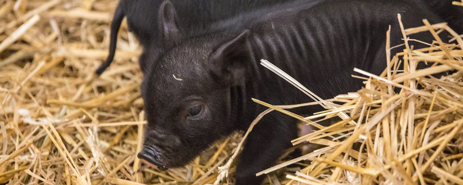 Domestic pig in exhibit