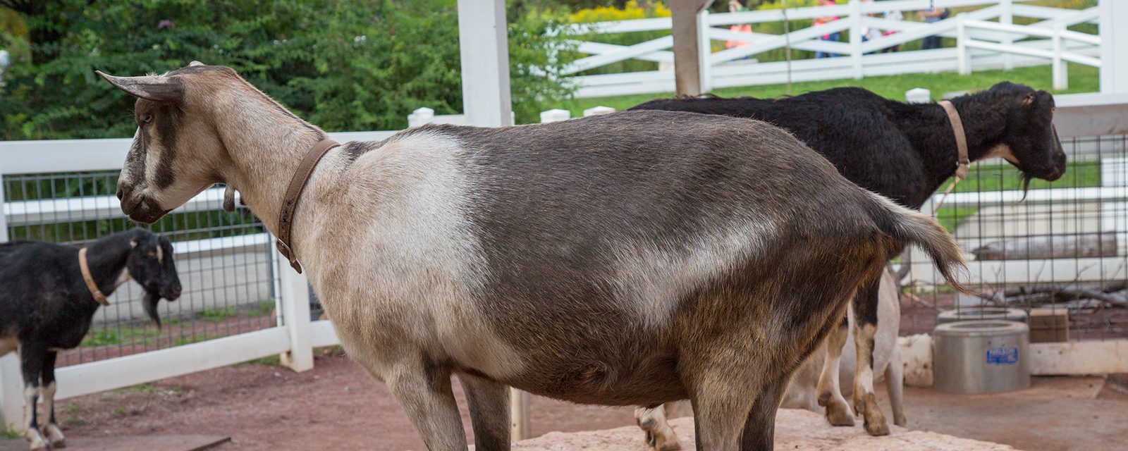 Domestic goat in exhibit