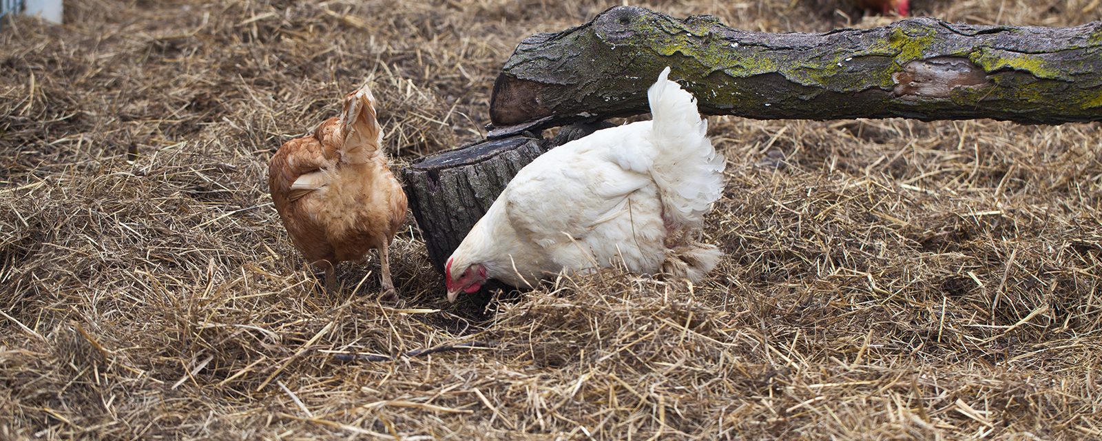 Domestic chicken in exhibit