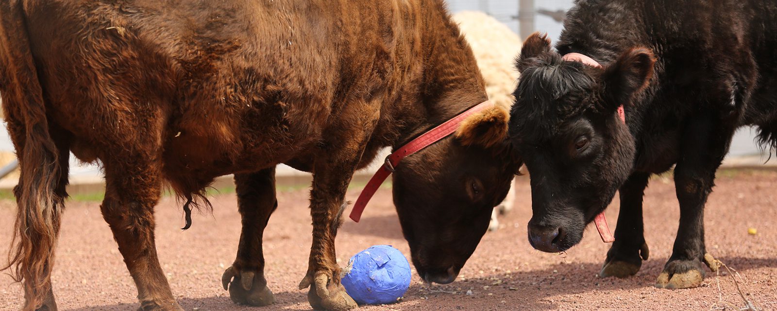 Domestic cattle in exhibit