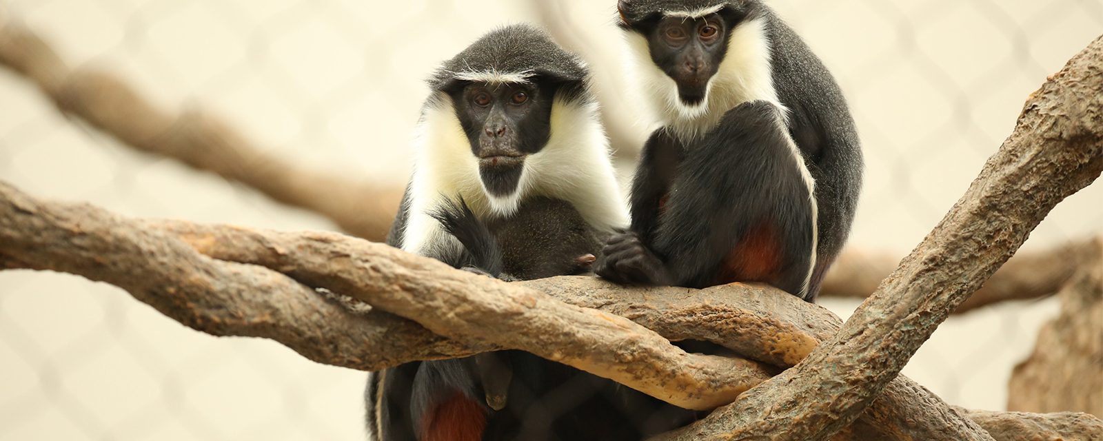 Diana monkey in exhibit