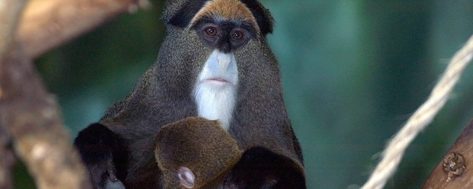 DeBrazza's monkey in exhibit