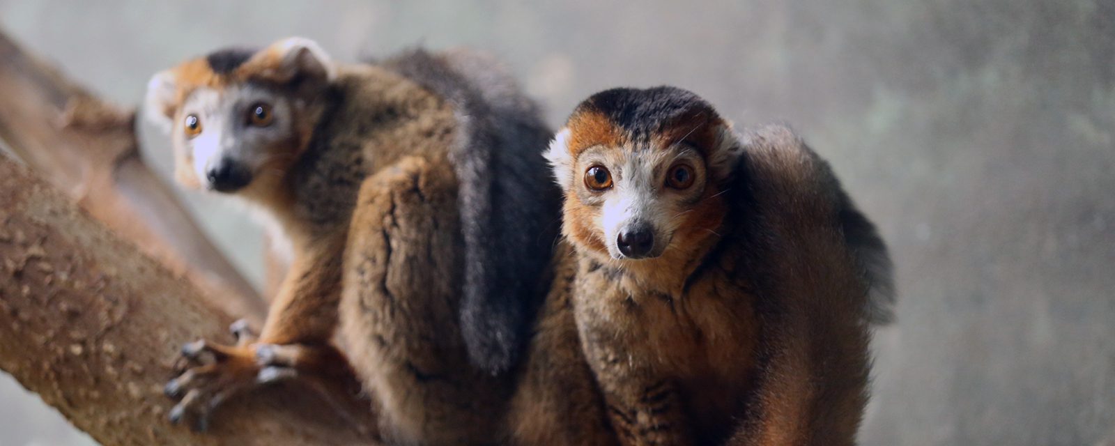 Crowned lemur in exhibit