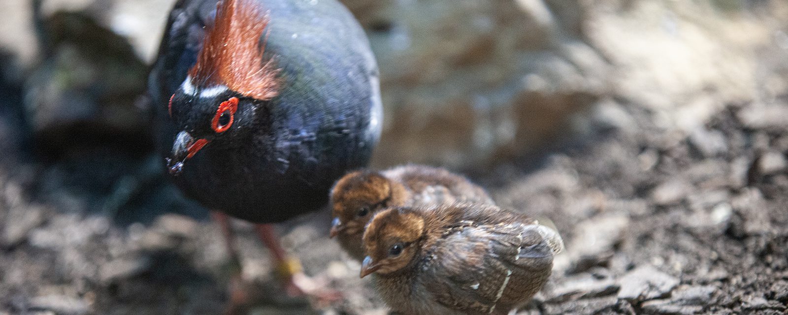 Crested wood-partridge in exhibit