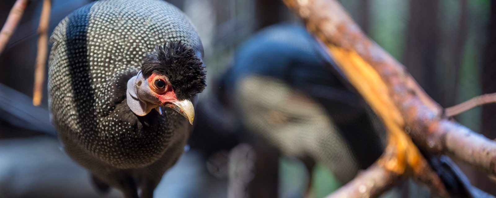 Crested guineafowl in exhibit