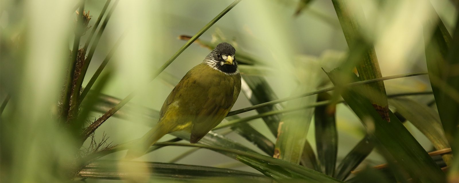 Collared finch-billed bulbul in exhibit