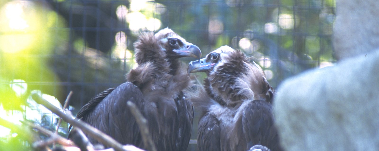 Cinerous vulture in exhibit