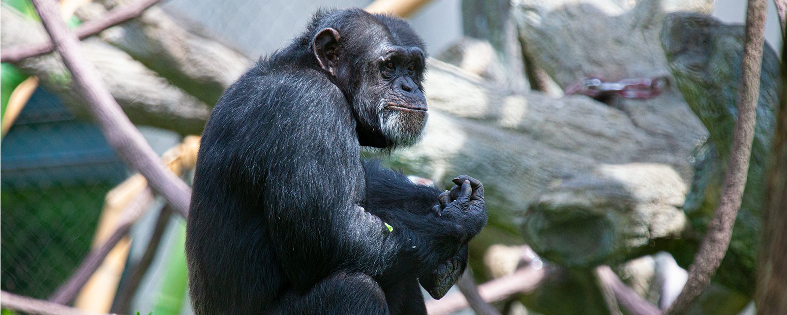 Chimpanzee in exhibit