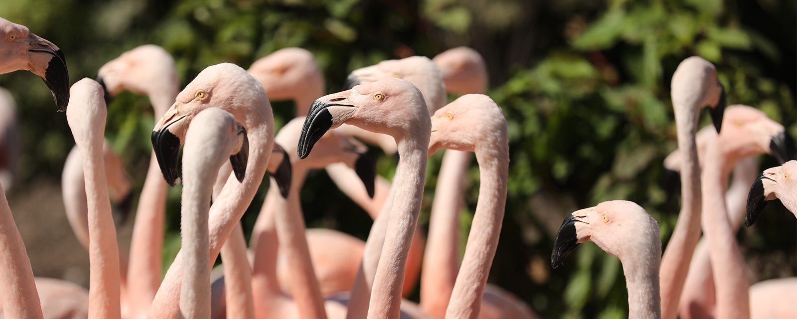 Chilean flamingos in exhibit