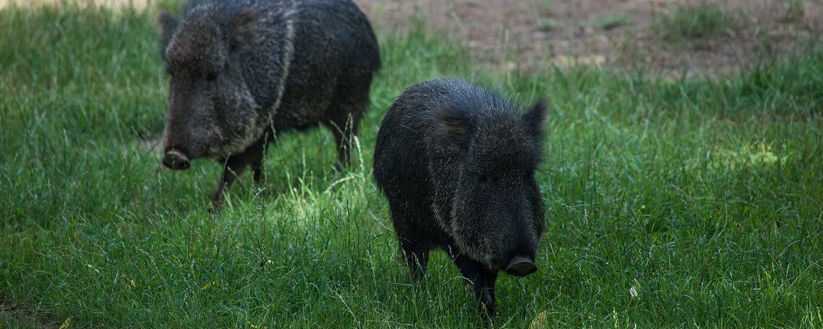 Chacoan peccary in exhibit