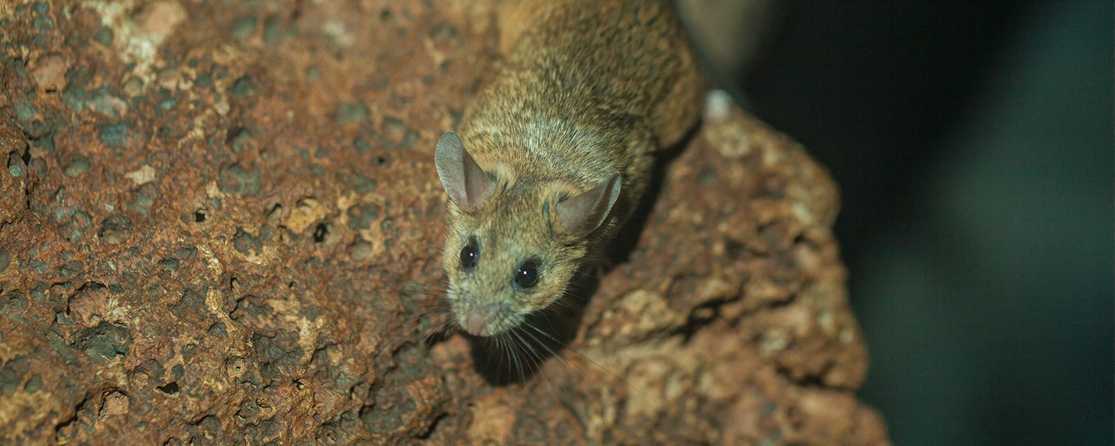 Cactus mouse in exhibit