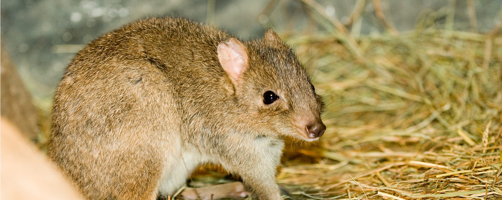 Brush-tailed bettong in exhibit