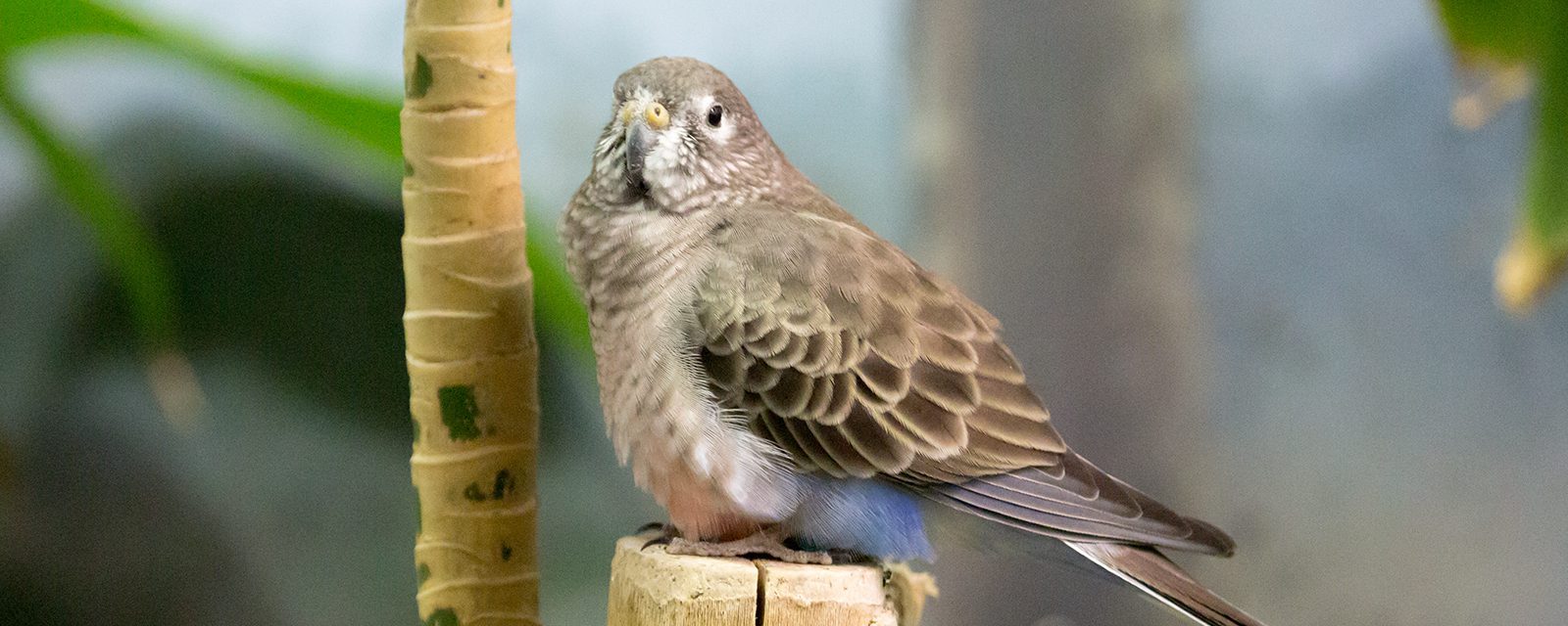 Bourke's parrot in exhibit